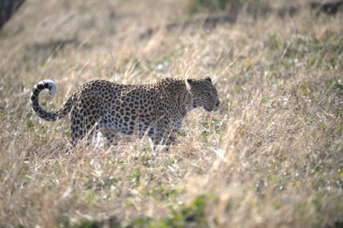 Çita, Masai Mara Ulusal Parkı, Kenya
