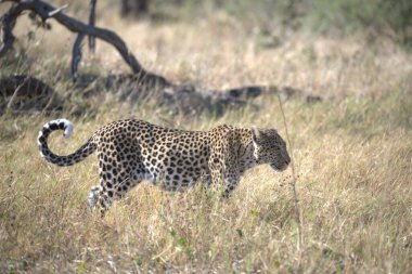 Güney Afrika 'daki Kruger Ulusal Parkı' ndaki leopar.