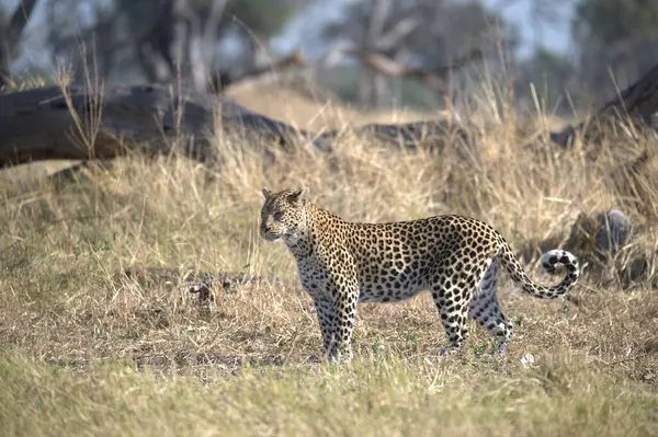 Vahşi doğadaki çita