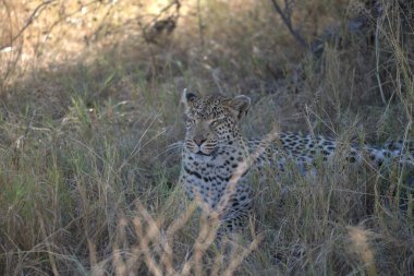 Leopar doğada, panthera pardus