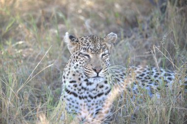 Çimenlerde oturan leopar (panthera pardus)