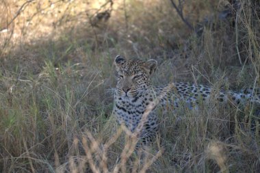 Çimenlikteki leopar. Parktaki hayvan