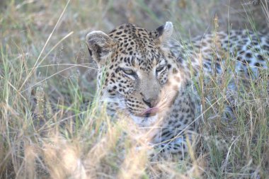 Vahşi çita, Afrika 'da hayvan