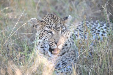 Vahşi doğada leopar, hayvan, doğa
