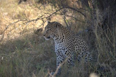 Zimbabwe savanındaki çita.