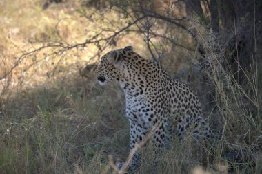 Kenya bozkırında çita
