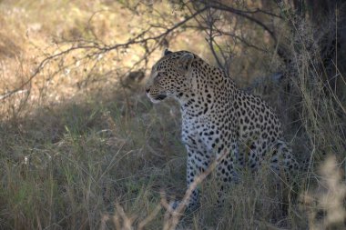 Kenya bozkırında leopar