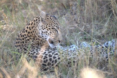 Güney Afrika 'daki Kruger Ulusal Parkı' nın milli parkında çita çimlerin üzerinde yatıyordu..