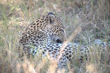 Kenya bozkırında leopar