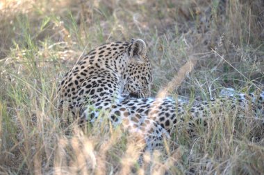 Güney Afrika 'daki Kruger Park' taki leopar.