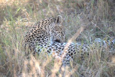 Botswana 'nın güneyinde güzel bir vahşi yaşam filmi.