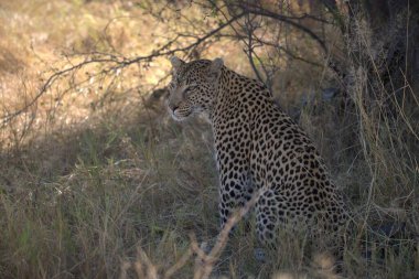 Kenya 'daki bozkırda çita