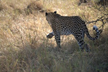Leopar yavrusu kuru otların arasında yürüyor.
