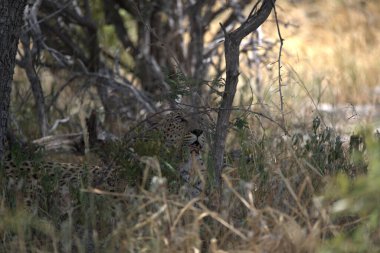 Savanada çita avı, namibya