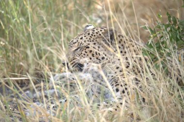 Kenya bozkırında çita