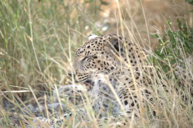 Güney Afrika 'daki Kruger Ulusal Parkı' ndaki leopar.