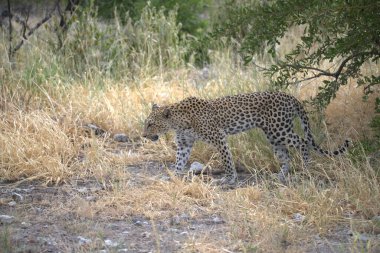 Afrika 'nın güneyindeki Kruger parkında aslan var.