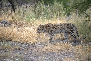Kenya bozkırında vahşi bir aslan