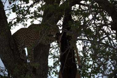 Güney Afrika 'daki Kruger Ulusal Parkı' ndaki leopar.