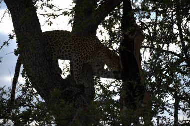 ÇİÇEK YAĞINDA, Afrika