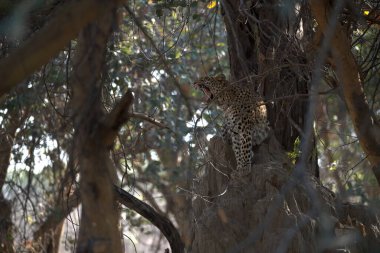 Vahşi çita, Afrika ve hayvan