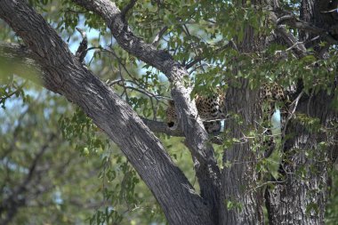 Bir kuş ağaç dalında oturuyor.