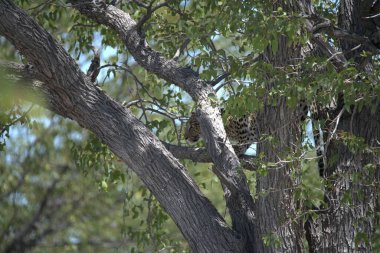 Ormandaki ağaç dalları