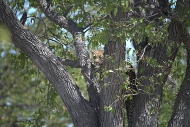 Ormandaki genç bir kedinin yakın plan fotoğrafı.