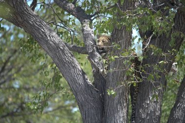 Hayvanat bahçesindeki aslan.