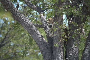 Kedi ağaçta oturuyor.