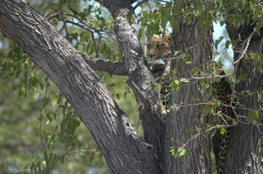 Ağacın içindeki leopar