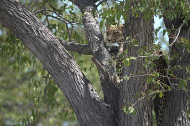 Ağaçtaki leopar, vahşi yaşam.