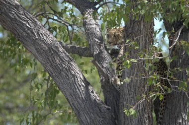 Güney Afrika 'daki Kruger Ulusal Parkı' ndaki ağaçtaki leopar.