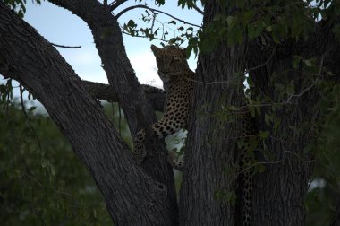 Kenya savanındaki ağaçtaki leopar