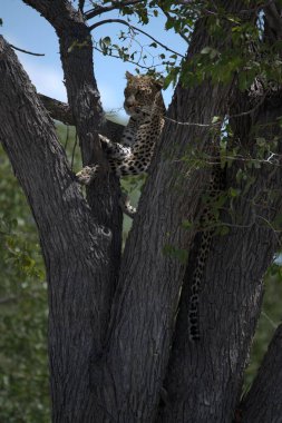 ağaç üzerinde leopar