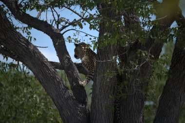 Ağaçtaki leopar.