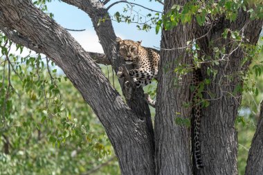 Güney Afrika 'daki Kruger Ulusal Parkı' ndaki leopar.