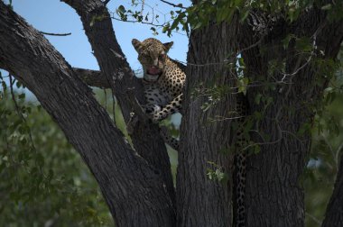 Kenya Afrika 'daki ağaçta bir leopar.