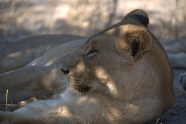 Kenya, Ulusal Park 'ta aslan