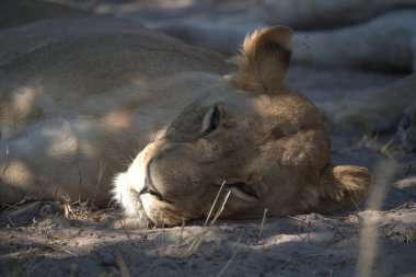 Aslan güneşte dinleniyor