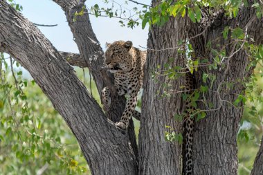 Güney Afrika 'daki Kruger Ulusal Parkı' ndaki leopar.