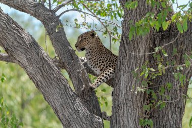 Afrika savanındaki leopar.