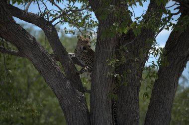 leopard in kruger park, south africa
