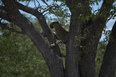 Ağaçtaki leopar