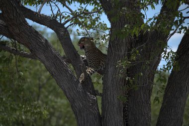 Güney Afrika 'daki Kruger parkındaki ağaçtaki leopar (pardus pardus).