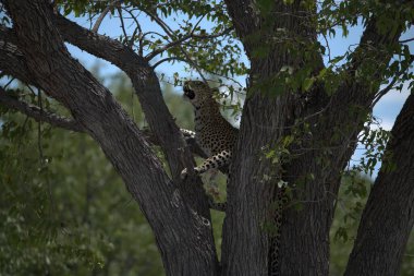 Leopar doğada bir ağaçta.