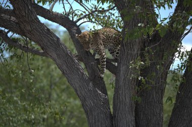 Kenya bozkırında leopar