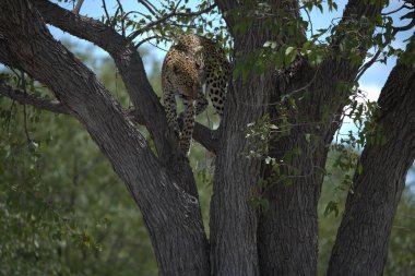 Güney Afrika 'daki Kruger Ulusal Parkı' ndaki leopar.