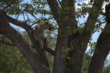 ağaç üzerinde leopar