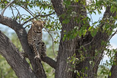 Ağacın altında dinlenen leopar.